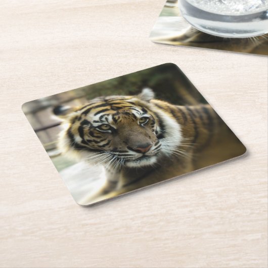 Bengal Tiger Kartonnen Onderzetters (Schuin)