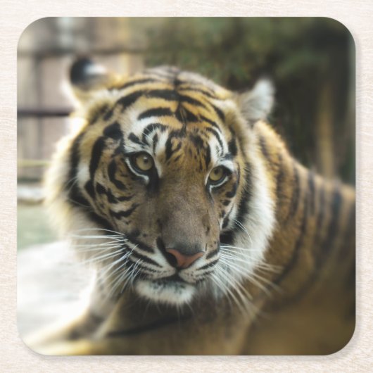 Bengal Tiger Kartonnen Onderzetters (Voorkant)