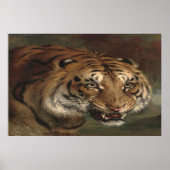 Bengal Tiger kijkt naar je poster (Voorkant)
