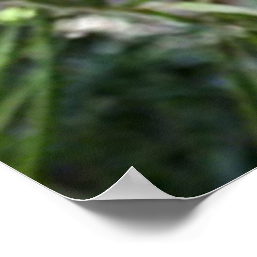 Bengal Tiger kijkt naar je poster 2 (Hoek)