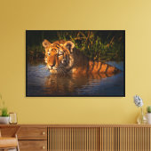 Bengal Tiger kijkt naar je uit het water Canvas Afdruk (Insitu (Woonkamer))