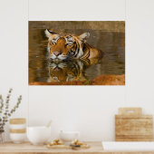 Bengal Tiger kijkt naar je vanaf het poster 2 (Keuken)