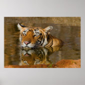 Bengal Tiger kijkt naar je vanaf het poster 2 (Voorkant)