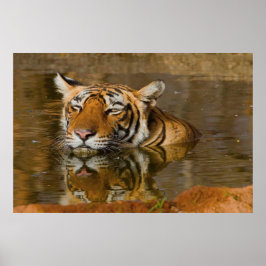 Bengal Tiger kijkt naar je vanaf het poster 2