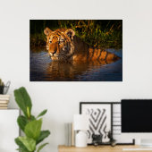 Bengal Tiger kijkt naar je vanuit het poster (Thuiskantoor)