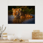 Bengal Tiger kijkt naar je vanuit het poster (Keuken)