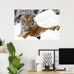 Bengal Tiger kijkt uit naar je op de sneeuw Poster