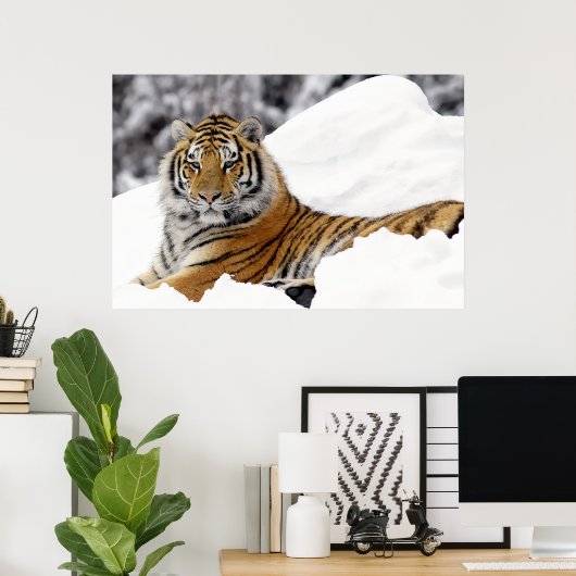 Bengal Tiger kijkt uit naar je op de sneeuw Poster (Thuiskantoor)