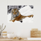 Bengal Tiger kijkt uit naar je op de sneeuw Poster (Keuken)