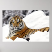 Bengal Tiger kijkt uit naar je op de sneeuw Poster (Voorkant)