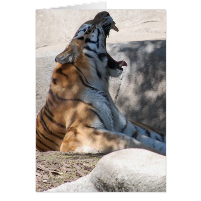 Bengal Tiger Love (Voorkant)