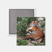 Bengal Tiger Magneet (Voorkant / Achterkant)