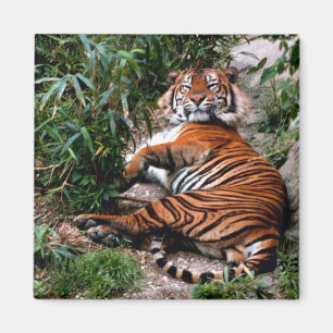 Bengal Tiger Magneet