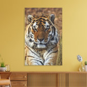 Bengal Tiger, Panthera tigris, Louisville Zoo Canvas Afdruk (Insitu (Woonkamer))
