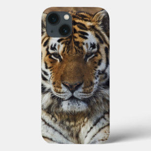 Bengal Tiger, Panthera tigris, Louisville Zoo Case-Mate iPhone Case
