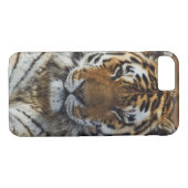 Bengal Tiger, Panthera tigris, Louisville Zoo Case-Mate iPhone Case (Achterkant (Horizontaal))