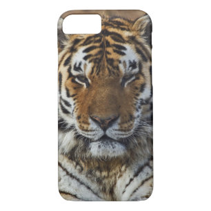 Bengal Tiger, Panthera tigris, Louisville Zoo Case-Mate iPhone Case