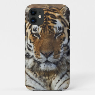 Bengal Tiger, Panthera tigris, Louisville Zoo Case-Mate iPhone Case
