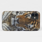 Bengal Tiger, Panthera tigris, Louisville Zoo Case-Mate iPhone Case (Achterkant (horizontaal))