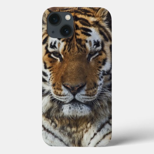 Bengal Tiger, Panthera tigris, Louisville Zoo Case-Mate iPhone Case (Achterkant)