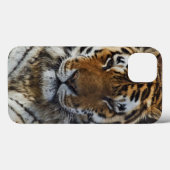 Bengal Tiger, Panthera tigris, Louisville Zoo Case-Mate iPhone Case (Achterkant (horizontaal))