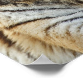 Bengal Tiger, Panthera tigris, Louisville Zoo Poster (Hoek)