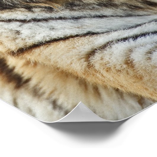 Bengal Tiger, Panthera tigris, Louisville Zoo Poster (Hoek)