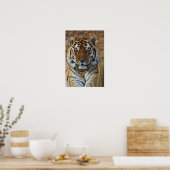 Bengal Tiger, Panthera tigris, Louisville Zoo Poster (Keuken)