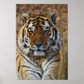 Bengal Tiger, Panthera tigris, Louisville Zoo Poster (Voorkant)