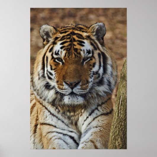 Bengal Tiger, Panthera tigris, Louisville Zoo Poster (Voorkant)