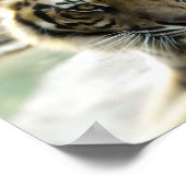 Bengal Tiger Poster (Hoek)