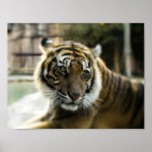 Bengal Tiger Poster (Voorkant)