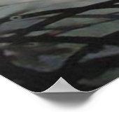 Bengal Tiger Poster (Hoek)