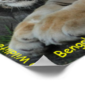Bengal Tiger Poster (Hoek)