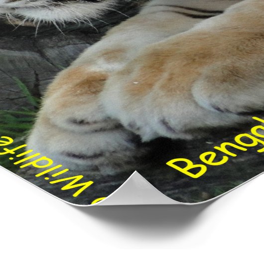 Bengal Tiger Poster (Hoek)