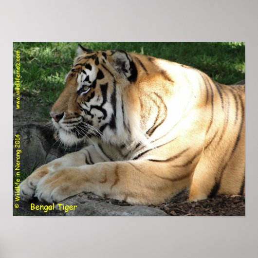 Bengal Tiger Poster (Voorkant)