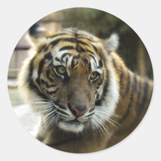 Bengal Tiger Ronde Sticker (Voorkant)