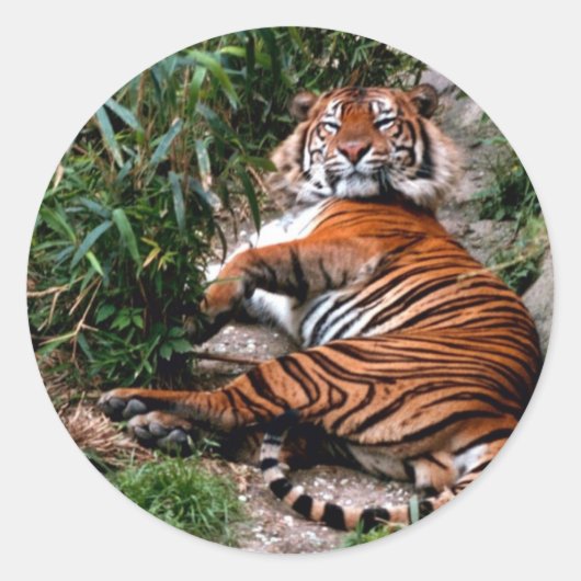 Bengal Tiger Ronde Sticker (Voorkant)