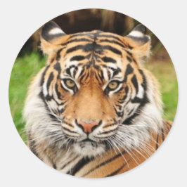 Bengal Tiger Ronde Sticker