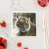 Bengal Tiger Servet (Insitu)