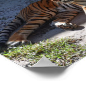 Bengal Tiger Sunbathing Poster (Hoek)