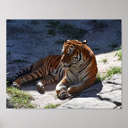Bengal Tiger Sunbathing Poster (Voorkant)