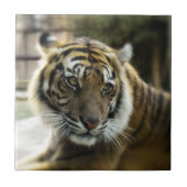 Bengal Tiger Tegeltje (Voorkant)