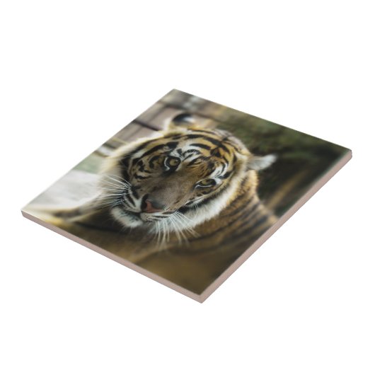 Bengal Tiger Tegeltje (Zijkant)