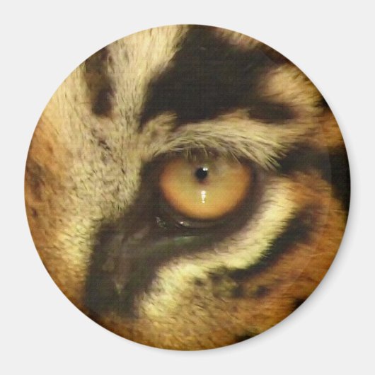 Bengal Tiger's Eye Wildlife Big Cat Lover Foto Magneet (Voorkant)