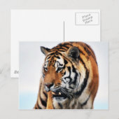 Bengal Tigers Wild Life Briefkaart (Voorkant / Achterkant)