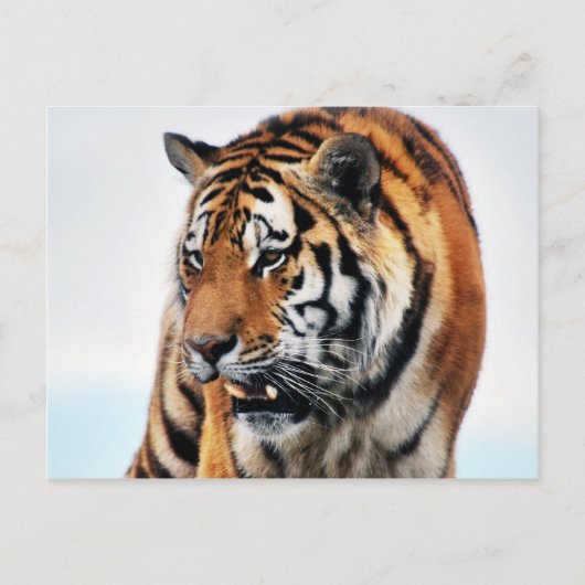 Bengal Tigers Wild Life Briefkaart (Voorkant)