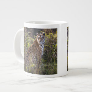 Bengal tijgerin in hoog gras, probeert te jagen, grote koffiekop