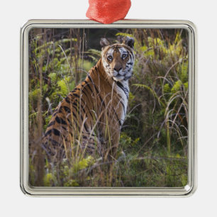 Bengal tijgerin in hoog gras, probeert te jagen, metalen ornament