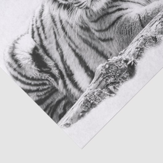 Bengal White Tiger Tissuepapier (Detail)